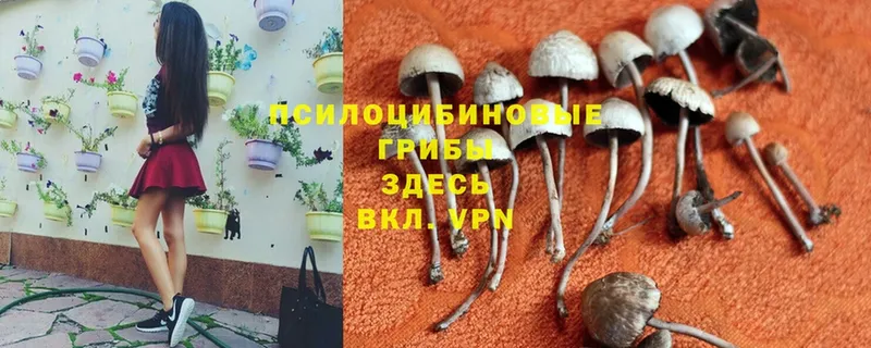 кракен ссылки  Новопавловск  Псилоцибиновые грибы MAGIC MUSHROOMS 